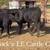 6 Blk Brangus heifers  gentle!!! 17 thumbnail