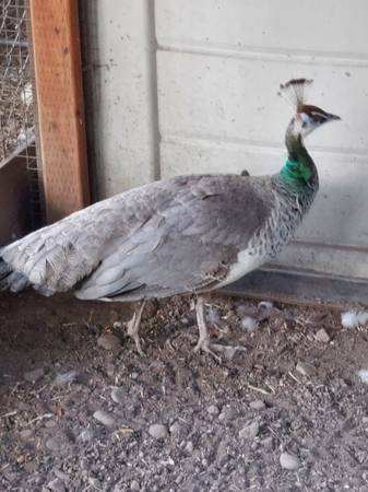 Peafowl/ Peahen / Peacock (female) - $175 (Roy)63471462164611123
