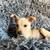 Toy Chihuahua Mix 3 thumbnail
