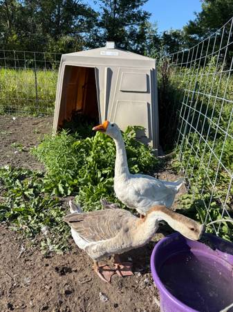 Goose 1