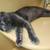 Available for adoption! Goldie & Papis' Animal Rescue 13 thumbnail