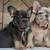 French Bulldog 5 thumbnail