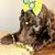 Goldendoodle standard 3 thumbnail