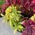 Magenta coleus + 5 FREE peppermint plants (FREE only in October) 5 thumbnail