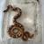 Baby Kenyan sand boas 2 thumbnail