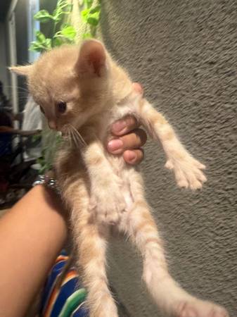 Rehoming kitties531166183367659523