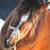 Standardbred mare well broke 3 thumbnail