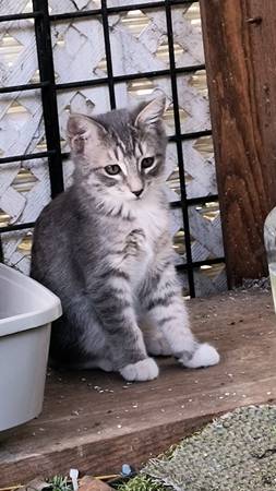 4 GATITOS DULCES (THOUSAND OAKS)63893713894146123