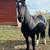 Draft Horse Friesian Mix 2 thumbnail