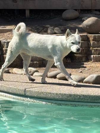 Husky de compañía necesita hogar permanente63848875842305121