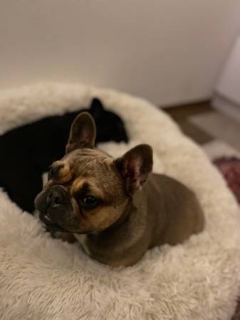Bulldog francés adulto63804731313027120