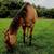 Horse for rehoming 3 thumbnail