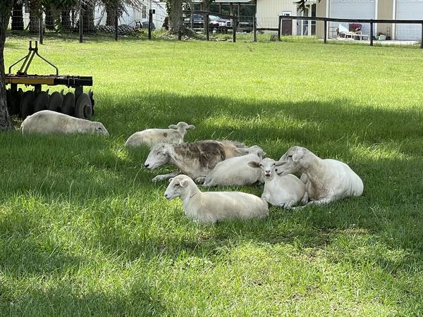 Katahdin Sheep (Citra)63687900765825122
