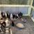 Serama pullets 2 thumbnail