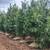 Come check out DLS garden center and farm 7 thumbnail
