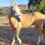 Welsh pony gelding 5 thumbnail
