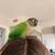 friendly conure 5 thumbnail