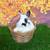 HANDSOME Netherland Dwarf Broken Black Otter Jr Buck Bunny Rabbit 🖤🐰 4 thumbnail