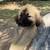 Rehoming Great Pyrenees puppies 2 thumbnail
