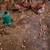 Laying Hens 1 thumbnail