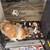 I have a two liters -one is Pomeranian parti and tri and the ot 9 thumbnail