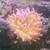 Fish tank Pink bubble tip anemone 3 thumbnail