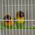 Rehoming breeding lovebirds 1 thumbnail