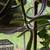 Many cheap plants 5 thumbnail