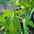 Fig trees for sale 6 thumbnail