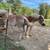 15 hand Haflinger team 2 thumbnail