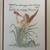 Antique print, Kniphofia, artist Walter Crane 2 thumbnail