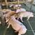 PIGS , MARRANOS FOR SALE 8 thumbnail