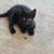 8 week old kittens 2 thumbnail