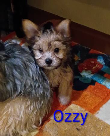 Toy size Yorkies63816038540419122