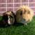 Guinea pig Male (Savethepetz) 1 thumbnail