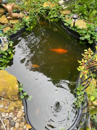 Goldfish (Red Wing mn)63906250753922121