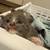 Kittens 2 thumbnail