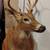 Taxidermy Shoulder Mounted Deer 1 thumbnail
