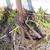 TWO (2) Antique Peavey lumberjack cant dog hook log roller 6 thumbnail