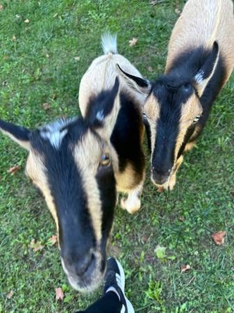 2 Nigerian Goats for Sale (New Lexington)63856920839171121