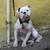 Olde English bulldog 1 thumbnail