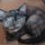 4 Hand Raised Kittens 3 thumbnail