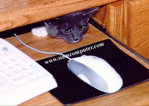 Computer Services: desktop/laptop repairs, recovery, broken screen.... 1