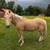 Quarter horse Morgan Cross gelding 4 thumbnail