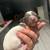 Miniature Dachshund 1 thumbnail