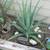3 Aloe Vera Succulent Plants 32 inches Tall 3 thumbnail