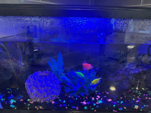 5 gallon aquarium complete setup with live fish (Bothell)63949211699842120