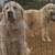 Great Pyrenees 9 thumbnail