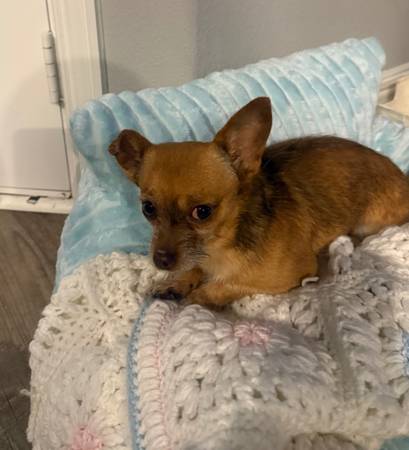3 year old Chihuahua (Melissa)63937540286594122