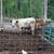 Registered British white park bull 1 thumbnail